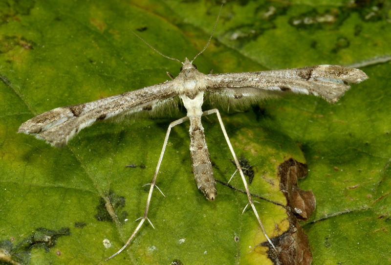 Serata fruttuosa